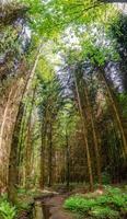 couverture page avec magique pin des arbres forêt avec fougère à au bord de la rivière de zschopau rivière près mittweida ville, Saxe, Allemagne. photo