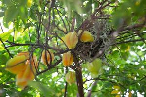 fruit de l'étoile arbre avec une nid photo