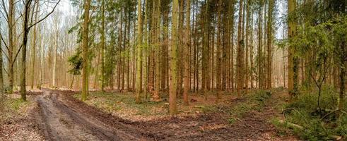 panoramique vue plus de une magique mixte pinède, pin forêt avec une saleté boueux route, Allemagne, à chaud le coucher du soleil printemps soir photo