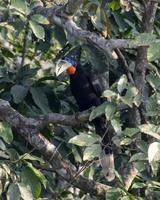 une femelle col roux calao ou acéros nipalensis observé dans latpanchar dans Ouest Bengale, Inde photo