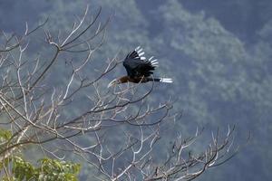 une Masculin col roux calao ou acéros nipalensis observé dans latpanchar dans Ouest Bengale, Inde photo