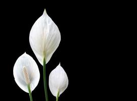 isolé blanc aracear fleur ou paix lis fleur avec coupure chemins. photo