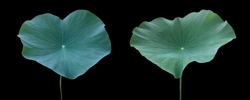 nénuphar isolé ou plante de lotus avec chemins de détourage. photo