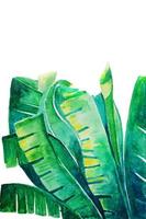 banane vert feuilles aquarelle main La peinture sur blanc papier Contexte photo