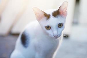 chaton blanc chat séance et prendre plaisir sur bois terrasse avec lumière du soleil photo