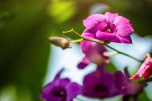 rose lilas orchidée avec lumière du soleil dans le jardin sur vert la nature Contexte photo