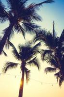 palmiers au coucher du soleil photo