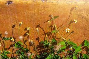 camomille fleurs sur Orange toscane ancien mur. printemps fleurs sur champ avec lumière du soleil photo