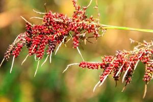 magnifique sauvage rouge baie des fruits et fleurs avec lumière du soleil sur le Montagne. photo