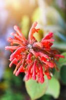 colquhounie coccinea var. mollis est sauvage fleurs sur le chiang Dao montagne, chiangmai à Thaïlande photo