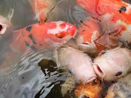 poisson koi dans l'étang photo