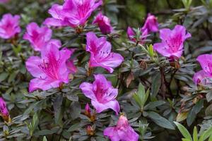 captivant rose rhododendron simsii dans plein Floraison photo