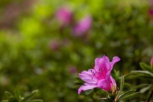 délicat rose rhododendron simsii fleur photo