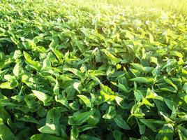 vert Kangkung légume plante Contexte modèle dans le jardin avec ensoleillement photo