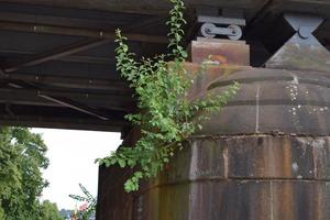 arbre croissance dans une pierre pont photo