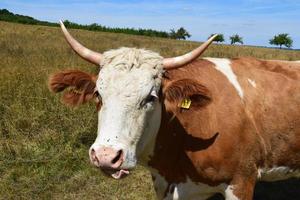 vache avec gros cornes photo