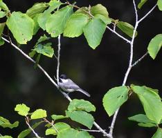 amerblack-capped mésange dans un américain sorcière noisette arbre dans photo