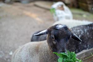 mignonne mouton et chèvres sur le ferme photo