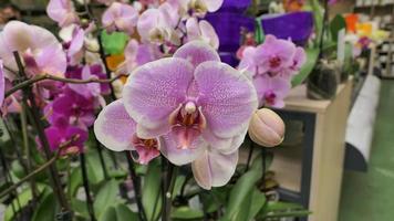 magnifique phalaenopsis orchidées dans le serre photo