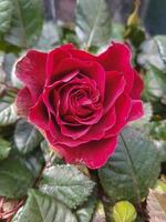 une magnifique Rose fleurs en plein air des roses dans le jardin photo