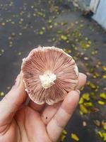 champignon dans le sauvage forêt photo