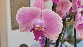 magnifique phalaenopsis orchidées dans le serre photo