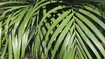 magnifique texturé vert Contexte de Naturel tropical feuilles photo