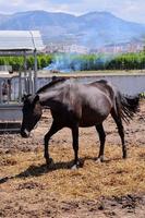 cheval à le raffermir photo