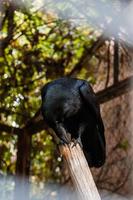 grand corbeau noir assis sur une branche en gros plan photo