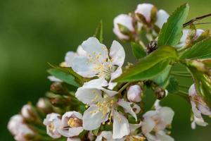 floraison arbustes de blanc fleurs avec vert feuilles photo