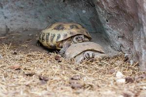 les tortues rampent dans le foin photo