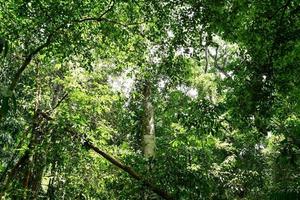 Contexte avec des arbres photo