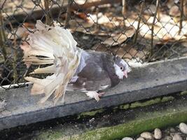 magnifique et petit poulet faire une marrant visage photo