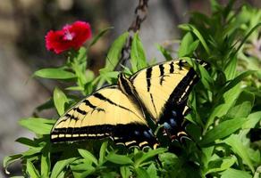 après émergente de ses cocon, une machaon papillon sèche lui-même dans le lumière du soleil. photo