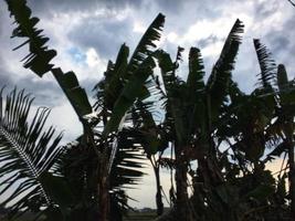 banane arbre avec ciel Contexte. photo