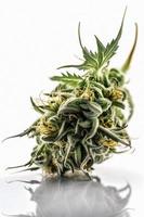 une haute résolution photographier de une marijuana sativa bourgeon sur une blanc Contexte photo