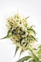 une haute résolution photographier de une marijuana sativa bourgeon sur une blanc Contexte photo