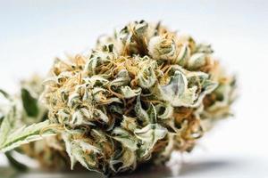 une haute résolution photographier de une marijuana sativa bourgeon sur une blanc Contexte photo