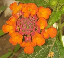 Ouest Indien lantana plante photo