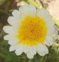 fleur de Marguerite blanche photo