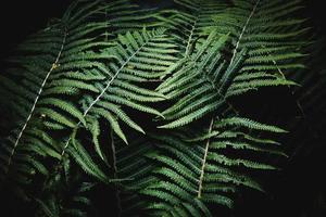 original vert fougère feuilles sur une foncé Contexte dans le forêt sur une été journée photo