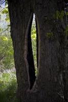 creux dans une arbre par le vert Contexte photo