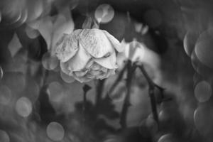 magnifique Rose dans chaud l'automne Soleil dans fermer et bokeh photo