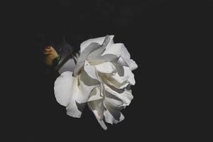 délicat blanc Rose dans le jardin contre une foncé Contexte dans le des rayons de le Soleil photo