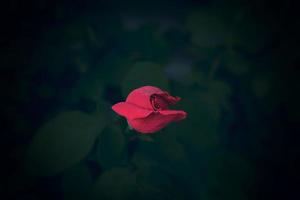 gros rouge romantique Rose dans le jardin contre le Contexte de vert feuilles sur une été journée photo