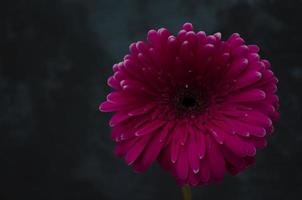 Gerber Marguerite sur le foncé Contexte. rose fleur fermer. brillant Frais la nature fleur. photo