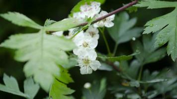 floraison arbre. doux se concentrer. la nature élément pour Contexte. photo