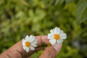 macro photo de Prairie fleur blanc, rose Jaune et violet couleur. le photo est adapté à utilisation pour la nature fleur arrière-plan, affiche et publicité.
