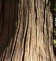 le texture de le tronc de un vieux arbre en dessous de le brillant Soleil. photo