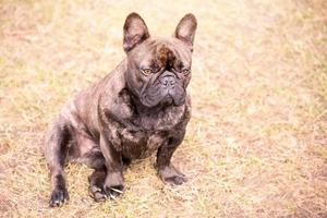 une noir français bouledogue avec bringé Couleur est assis sur le herbe. portrait de une animal de compagnie chien. photo